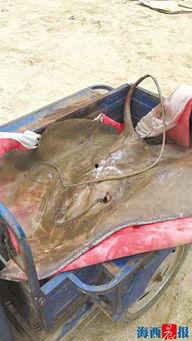 成人吃魔鬼鱼视频大全,揭秘海洋奇观瞬间