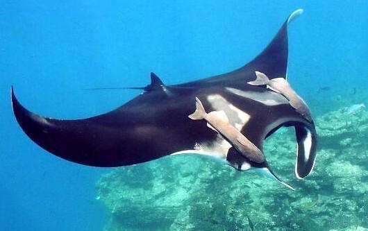 成人吃魔鬼鱼视频大全,揭秘海洋奇观瞬间