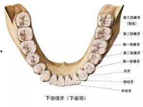成人补牙流程视频教程