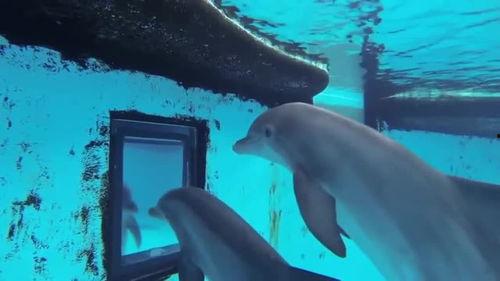 海豚变成人鱼视频下载,揭秘海豚变人鱼神奇视频背后的奥秘