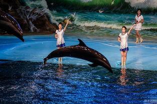 海豚变成人鱼视频下载,揭秘海豚变人鱼神奇视频背后的奥秘