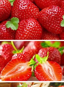 草莓是视频成人,视频成人的甜蜜诱惑与隐忧