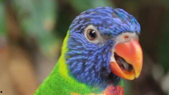 成人鹦鹉的视频大全,成人鹦鹉精彩瞬间大盘点