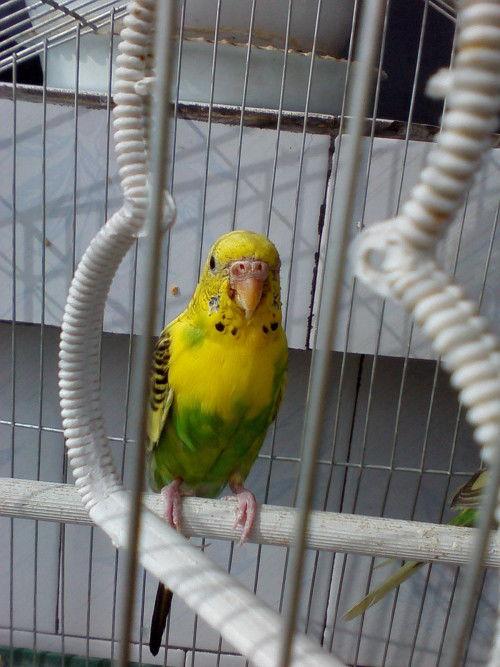 成人鹦鹉的视频大全,成人鹦鹉精彩瞬间大盘点